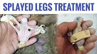 How to treat Splayed Legs in Budgies? || Splayed Legs Budgie Baby's treatment || All About Pets