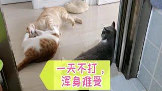 动物圈达人创作营【喵主子们的日常】养猫究竟是快乐还是痛苦呢？不管别人怎么说！我开心，我快乐( •̥́ ˍ •̀ू )