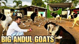 MDeonar Bakra Mandi 2025 | The Best Andul Goats of MD Goat Farm Padgha