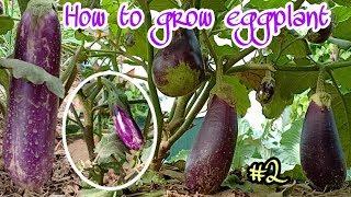 #Eggplant, How to grow eggplant at home