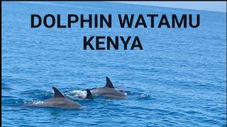 Tembea Kenya Part 1: Dolphin Moments at Watamu Kenya #dolphin #mombasa #tembeakenya