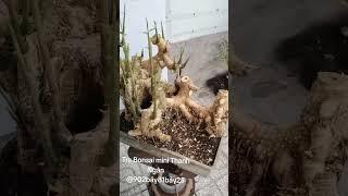 Phôi đeo tre ngà cụm rừng #trebonsai