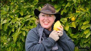 How to Harvest Quince!