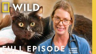 Caturday (Full Episode) | Operation Pet Rescue | Nat Geo Animals