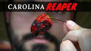 Carolina Reaper BBQ Ribs | La Capital