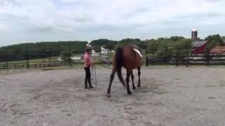 How to calm down a Hot Horse