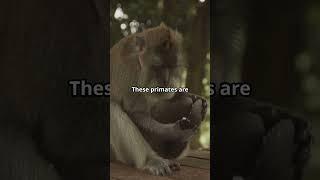 Monkeys vs. Coconuts : A Wild Feeding Frenzy!