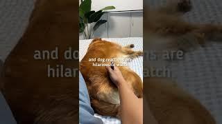 Man Pranked His dog with a Fake knife | ViralCub