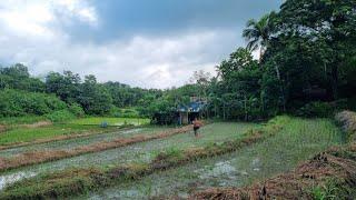 Farming rice, planting paper tree & cooking TINOLANG BABOY -  life of a farmer