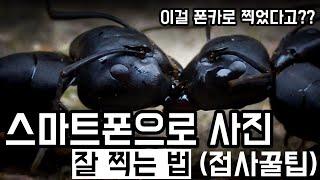 스마트폰으로 사진 잘 찍는 방법 - 접사꿀팁