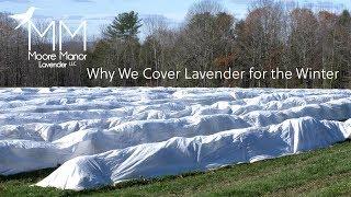 Why We Cover our Lavender