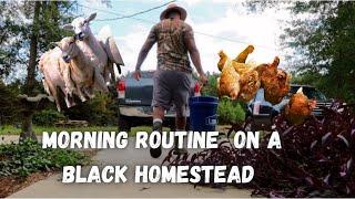 Morning Routine on a Black Homestead