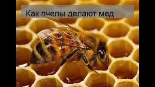 Как пчелы делают мед