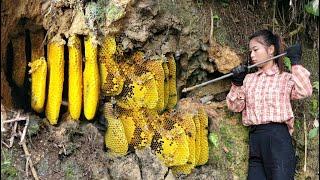 Vietnamese girl goes alone into the forest to catch bees for a living - ha thi muon