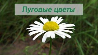Луговые цветы фото