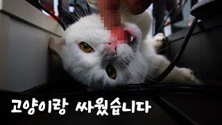 CAT VS HUMAN  (ENG SUB)