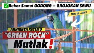 DITAKUTI LAWAN‼️CUCAK IJO GREEN ROCK JUARA 1.1 LAGUNYA SEREM HIPER STABIL||Piala pakualam jilid 10