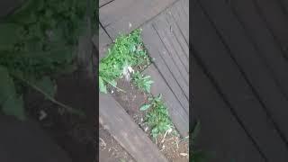 Кащенко(5)