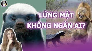 Tại sao LỬNG MẬT không biết sợ loài nào ngoài tự nhiên?