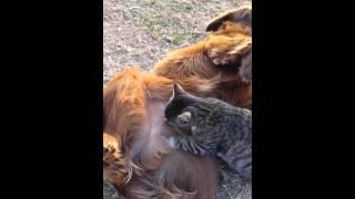 PREGNANT FEMALE CAT NURSING ON MALE DOG