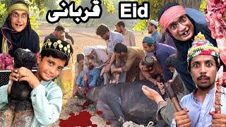 Qurbani Eid || New Funny Video 2024 by Tuti Gull Vines