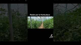 HORTICULTURA