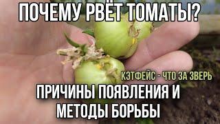 Томаты рвет, уродливые плоды. Что делать?