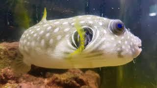 아론이가 고민중 (white spotted puffer )(해수어)