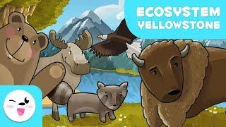 Yellowstone National Park Wildlife - Learning Ecosystems for kids