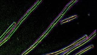 Polarization microscopy of cell wall sacculi purified wild type Bacillus subtilis.