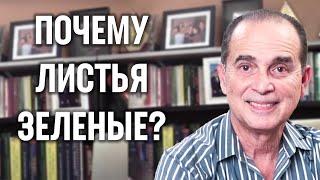 #606 Почему листья зеленые?