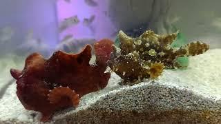 Frogfish