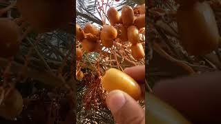 Dates Zagora/Agdz تمور بلادي -