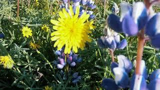 Shell Creek Superbloom | GoPro HERO 7 Black SuperPhoto