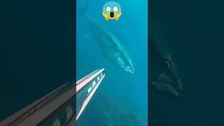 the big one Giant Tuna  | SPEAR FISHING |#shorts #spearfishing #Philippines