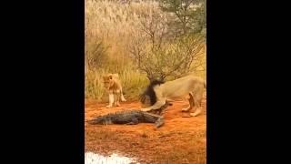 Ketika singa dan jaguar bertemu dengan hewan pemangsa lain #shortvideo #singa #jaguar #buayabesar