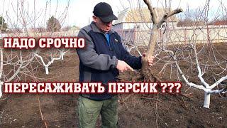 Надо СРОЧНО пересаживать ПЕРСИК???