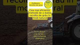 Cea mai eficientă metodă de a dubla recolta de grâu în mod natural #recolta #grau #toamna #dubleaza