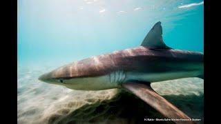 Sharks in Hadera Israel