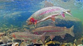 How to catch trout in stocked lakes & ponds!!!