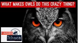 Owl Mentality
