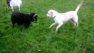 chien qui se fait charger par un mouton