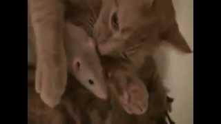 Un Amour / Chat & Rat