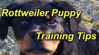 How to train a Rottweiler Puppy