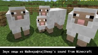 ЗВУК ОВЦЫ В МАЙНКРАФТЕ | THE SHEEP'S SOUND FROM MINECRAFT | Майнкрафт