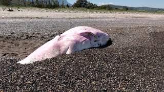 Young whale found in Italy, Sicily with stomach full of plastic 5/21/19