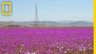 See One of Earth’s Driest Places Experience a Rare Flower Boom | National Geographic