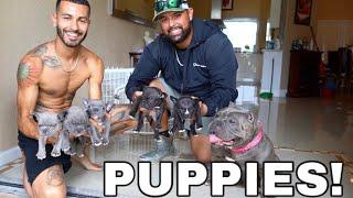 New Exotic Bully Puppies! *My Dog is a Dad!*