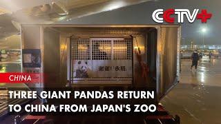 Three Giant Pandas Return to China from Japan's Zoo