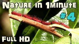 Nature In 1 minute - Mini Caterpillar #4